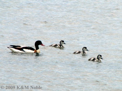 shelduck (Tadorna tadorna) K & M Noble